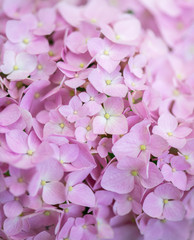 Pink Hydrangea background. Hortensia flowers surface.