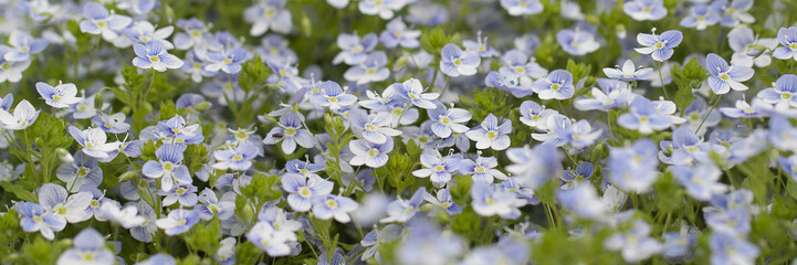 background of delicate blue wonderful flowers of veronica