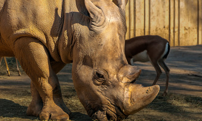 Fototapeta premium Rhinoceros in the Zoo of Madrid, Spain.