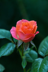 Flower of pink rose in the summer garden.