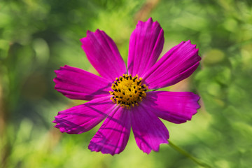 Obraz premium Cosmos flower with blurred background