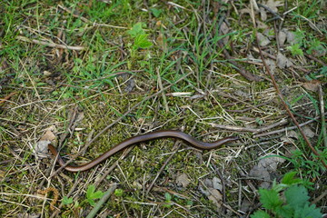Blindschleiche auf Waldboden
