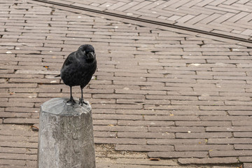 The crow in city area