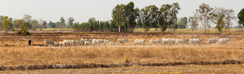The cow herd in rural Thailand