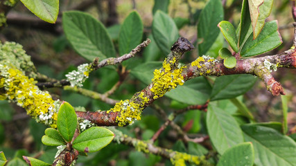 Ramas de arbol 