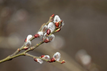 Pussy willow flowers on the branch, blooming verba in spring forest. Palm Sunday symbol, catkins for Easter background