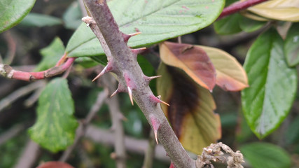 Espinas silvestres 