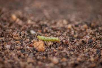 A tiny green worm