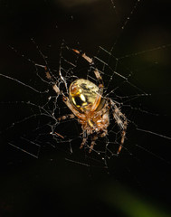 A spider mends its wind-damaged web