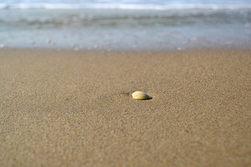 Fototapeta na wymiar seashell on a tropical beach, copy space