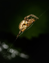 Profile portrait of a furrow spider on its web
