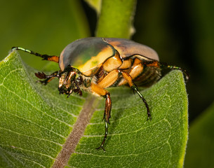 A green june beetle looks metallic while perched on a leaf