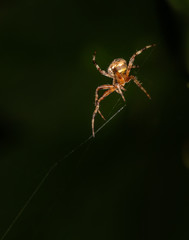 Furrow spider suspended in isolation