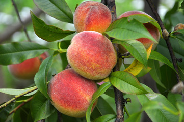 On the tree branch ripe peach fruits