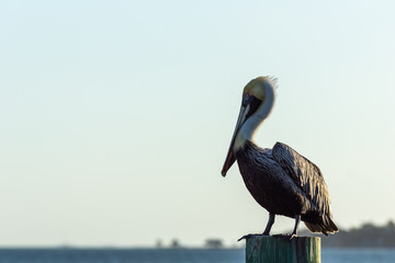 Brown Pelican at Sunset