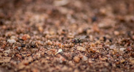 Spot the housefly