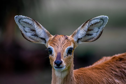 Steenbok with huge ears