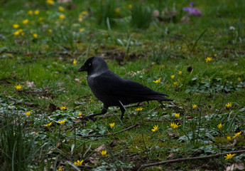 Jackdaw