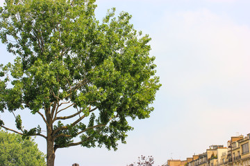 Paris in the summer, France.