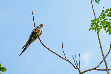 a single parrot on a branch and blue sky 