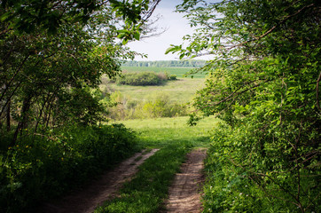 Fototapeta na wymiar Path in green forest background