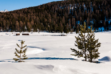 St. Moritz, Stazerwald, Rosatschgruppe, Langlauf, Langlaufloipe, Stazersee, Holzsteg, Eisfläche, winter, wintersport, Wanderweg, Oberengadin, Alpen, Graubünden, Schweiz