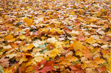 Red and orange autumn leaves background.