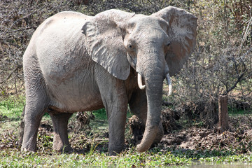 African elephant after taking mud baths.