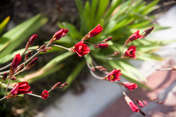 natural sparaxis tricolor flower at garden