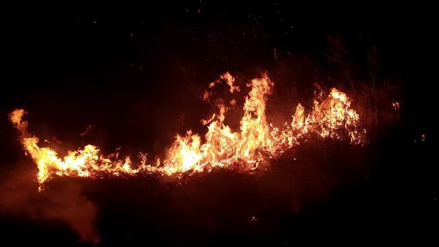 Flame of fire destroys the flora and threatens the fauna, night time. 4K footage. The theme of arson, disaster and emergency events, negative impact on flora and fauna. Night shot