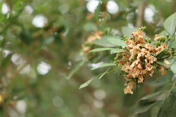 Dry and yellowish flowers of orange jasmine.