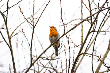 Robin singing in a tree