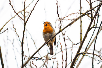Robin singing in a tree