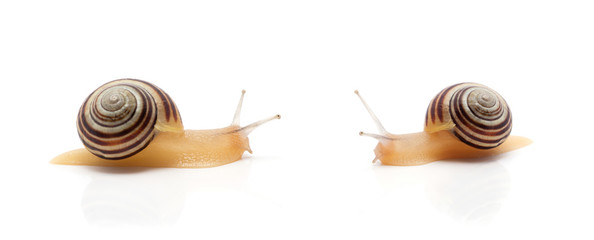 snail on a white background. macro