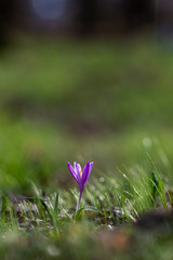 Spring background with Flowering violet.Crocuses flowers in Early Spring.Purple crocus flowers