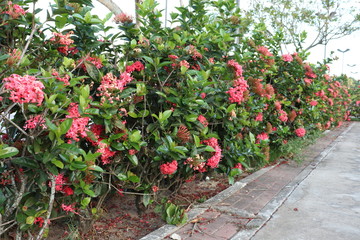 Residential gardening with the birth of the red flowers ixora coccinea.