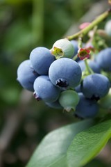 fresh blueberries on a branch