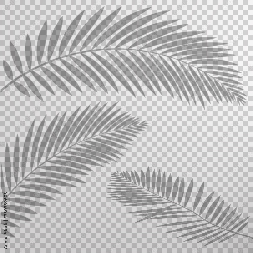 Wall mural shadow effect palm leaf transparent background vector