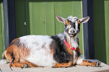 This goat was soaking up the sun while posing for a picture. The calico coloring got my attention.