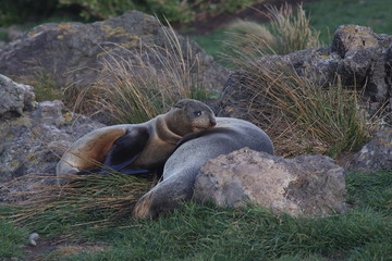 Fur seal baby and a mum