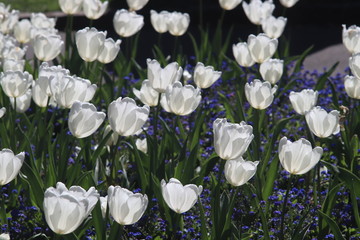 Field of white tulips under the sun