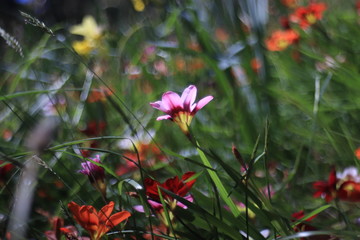 Spring colour dance flowers bokeh