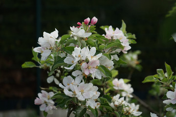 Apfelblüte Apfelbaum Blüte Obstbaum 