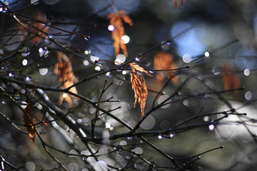 Tree branch after the rain bokeh