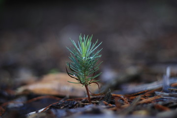 Young pine growing after the rain bokeh
