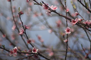 Flower bokeh spring time bloom