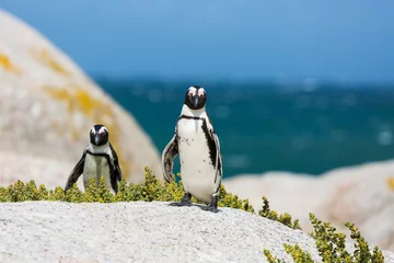 Fototapeten Penguin in Boulders Beach near Capetown © roca83
