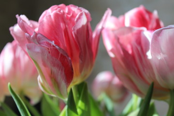 pink tulips on background
