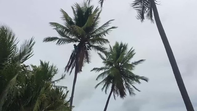 Alagoas, Brazil - mar 12 2020: Man on top of a coconut tree pruning the tree with a scythe