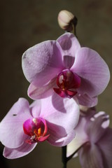Beautiful flowers of orchid with bud on black background
